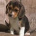 beagle1.jpg