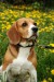 beagle5.jpg